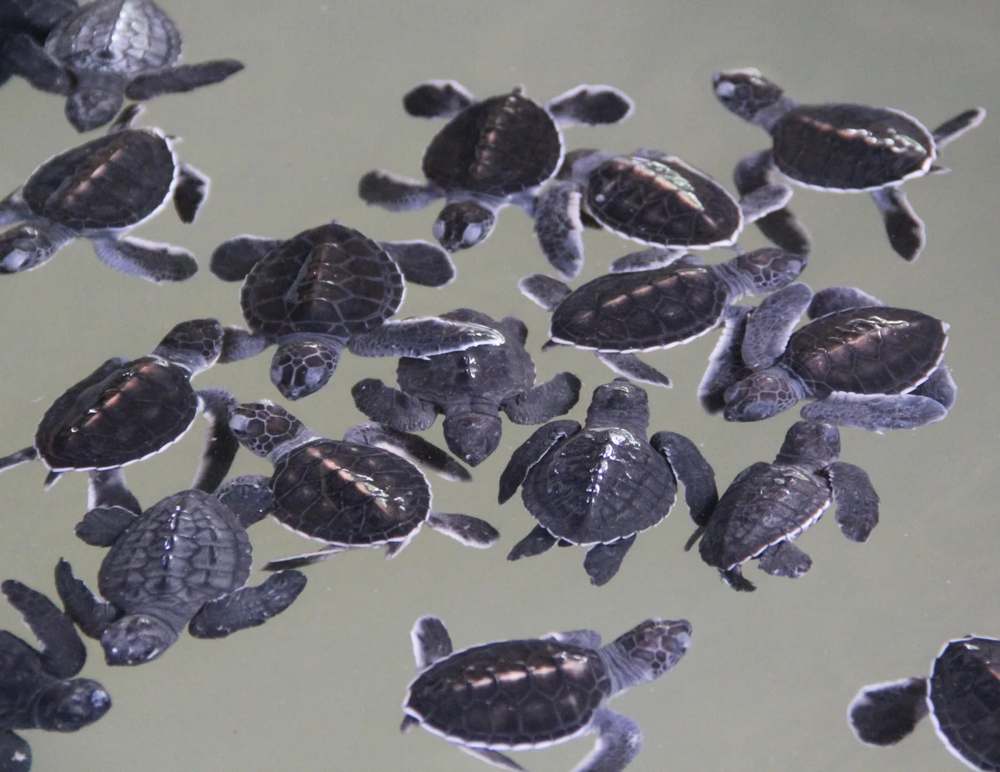 Sea Turtle Conservation