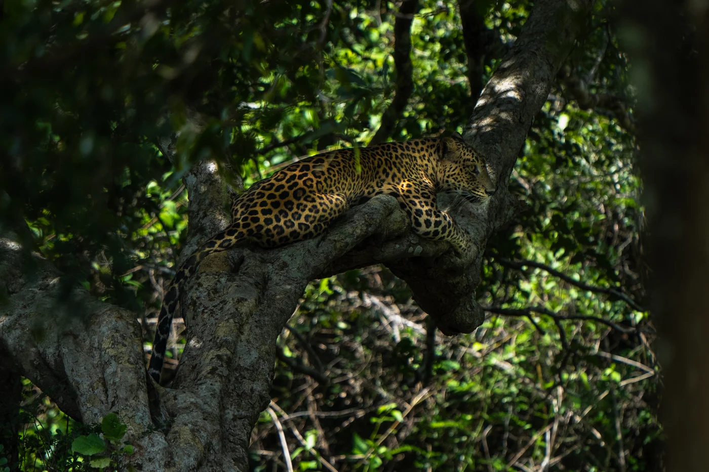 Wilpattu