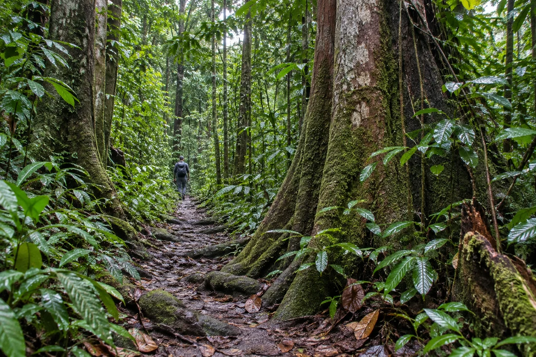 Sinharaja Rainforest
