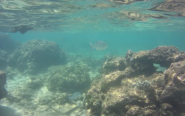 Coral Reef Discovery