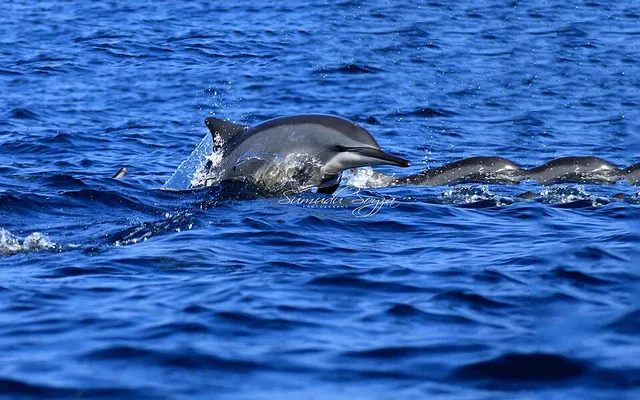 Dolphin Watching