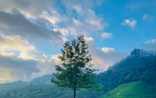 Tea Estate Experience