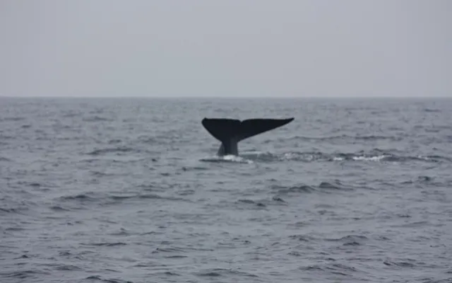 Whale Watching