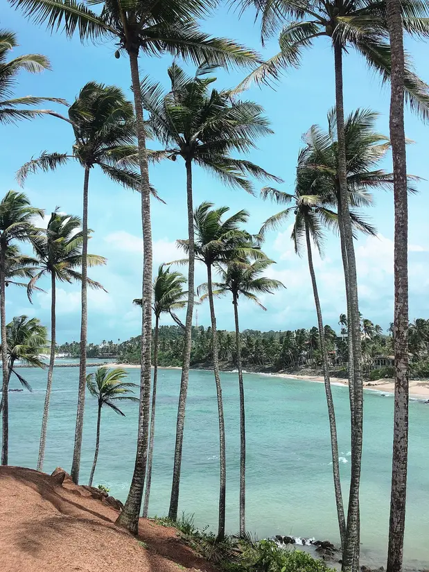 Coconut Tree Hill overlooking the ocean at Mirissa