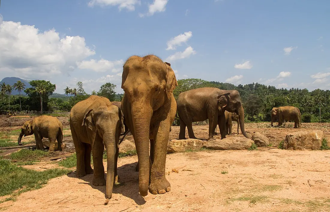 Elephants at Pinnawala Elephant Orphanage